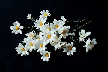 Wall Mural - A Cluster of White Daisies with Yellow Centers on a Black Background