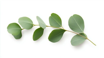 Poster - A leafy green branch with a few leaves on it