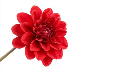 Wall Mural - A red flower with a stem is the main focus of the image