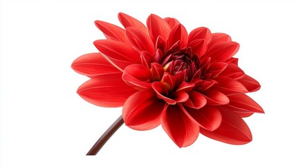 Wall Mural - A red flower with a stem