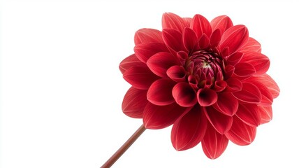 Wall Mural - A red flower with a white background