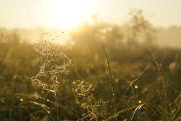 Wall Mural - sunset in the field