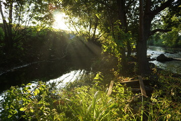 river in the forest