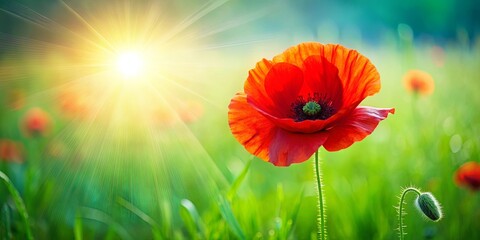 Vibrant red poppy flower blooming in a lush green field symbolizing hope, beauty, and resilience against a soft, serene, and sunny summer backdrop