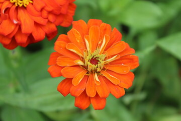 Zinnia Elegans or Old Maid orange or red flower