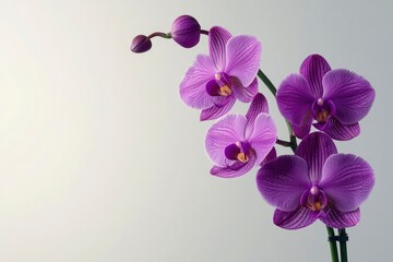 Sticker - Purple Orchid with Buds on a White Background