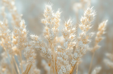  macro shot of golden wheat