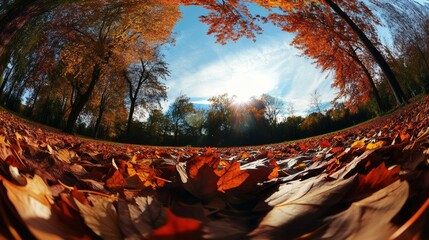 Fall colors in park w/ fisheye effect.