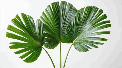 Wall Mural - Tropical Vibes - Close-up of Green Pritchardia Palm Leaf with Detailed Texture in Sunlight