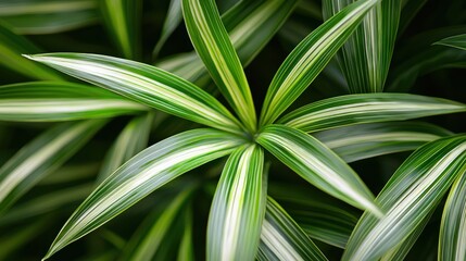 Wall Mural - Organic Pandanus Leaf Texture Close-up for Natural Background