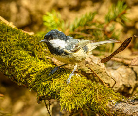 Wall Mural - coal tit or cole tit (Periparus ater) on a mossy branch