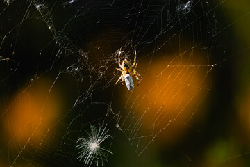 Cross Spider with a prey