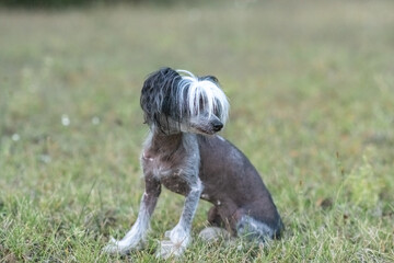 Wall Mural - Beautiful purebred Chinese Crested dog on a walk.