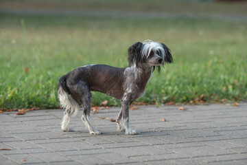 Wall Mural - Beautiful purebred Chinese Crested dog on a walk.