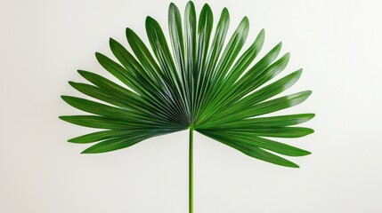 Wall Mural - Tropical Fan Palm Leaf - Exotic Greenery Close-Up for Nature Concept