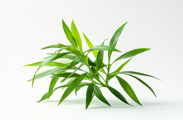 Wall Mural - A small green plant with long leaves on a white background