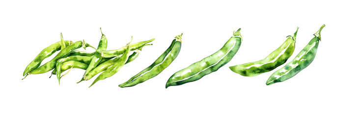 Canvas Print - Green beans watercolor. Vector illustration design.