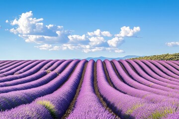 Vibrant lavender fields stretch across the landscape. The bright purple blooms contrast with the clear blue sky. A serene view that invites peace and calm. Generative AI