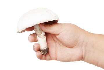 Wall Mural - Champignon mushroom in hand isolated on white background.