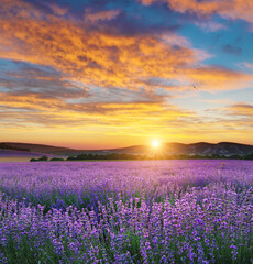 Wall Mural - Meadow of lavender at sunset.