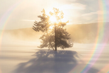 Poster - Lone tree image with light flare effect