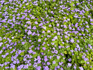 Wall Mural - Small blue flowers on the field as a background