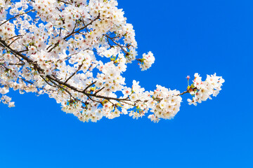 The cherry blossoms in full bloom against the blue sky