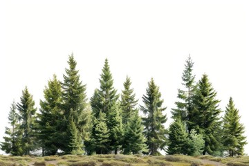 Poster - Pine landscape nature forest.