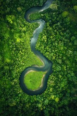 Wall Mural - River in Lush Green Forest