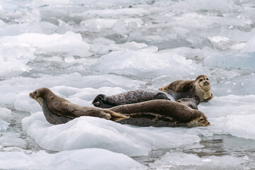 Wall Mural - Seals at sawyer glacier at the head of Tracy Arm fjord in Alaska near Juneau during summer 