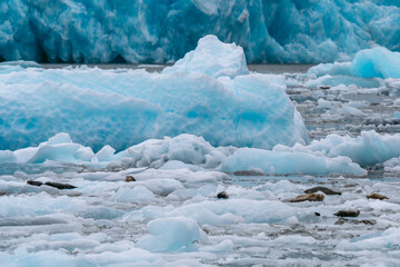 Wall Mural - Seals at sawyer glacier at the head of Tracy Arm fjord in Alaska near Juneau during summer 