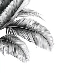 Sticker - A detailed illustration of palm leaves on a white background.