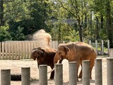 elephant in the zoo