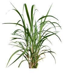 png transparent sugar cane plant manual dicut for drag and drop to main project