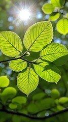 Sticker - Sunlight shines through vibrant green leaves in a lush forest.