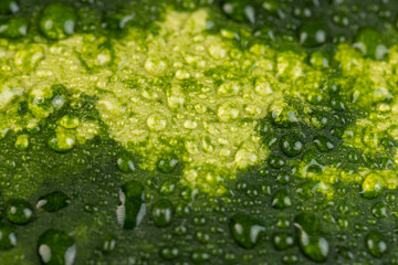 Wall Mural - details of a multicolored watermelon peel covered with drops of water