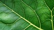 © cochisevisuals - Close-up macro shot of a green leaf's intricate veins and texture.