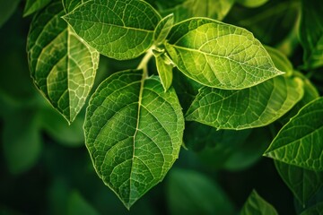 Wall Mural - Green leaves on a branch are being illuminated by the summer sun