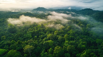 Aerial view of a sprawling rainforest, emphasizing the importance of Earth's green lungs