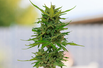 Marihuana Cannabis Blüte