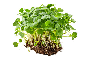 Curly cress plant isolated on a white transparent background. Watercress healthy dishes and fresh salads