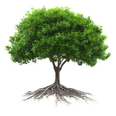 beautiful tree isolated on white