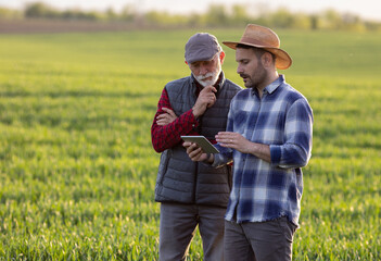 Wall Mural - Farmers looking at tablet in green wheat field