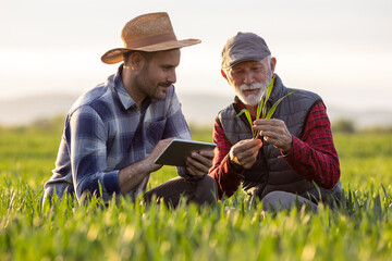 Wall Mural - Farmers checking wheat growth in field in spring time