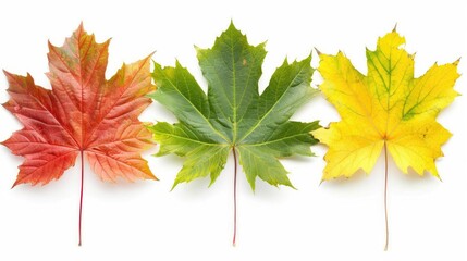 Wall Mural - Three maple leaves in vibrant colors red, green, and yellow, showcasing autumn's beauty.