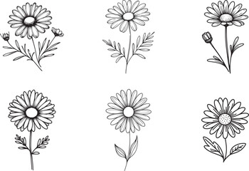 White daisy flower Line Art Coloring Page - Cartoon Silhouette, Clipart Design, and Vector Logo Icon.