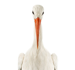 close-up of a white stork facing, looking at the camera, ciconia