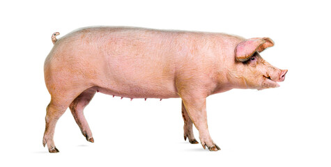 Wall Mural - Side view of a Domestic pig walking, isolated on white