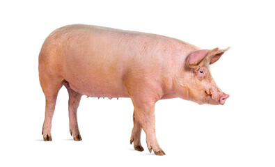 Wall Mural - Side view of a Domestic pig, isolated on white