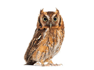 Wall Mural - tropical screech owl, megascops choliba, looking at the camera, isolated on white